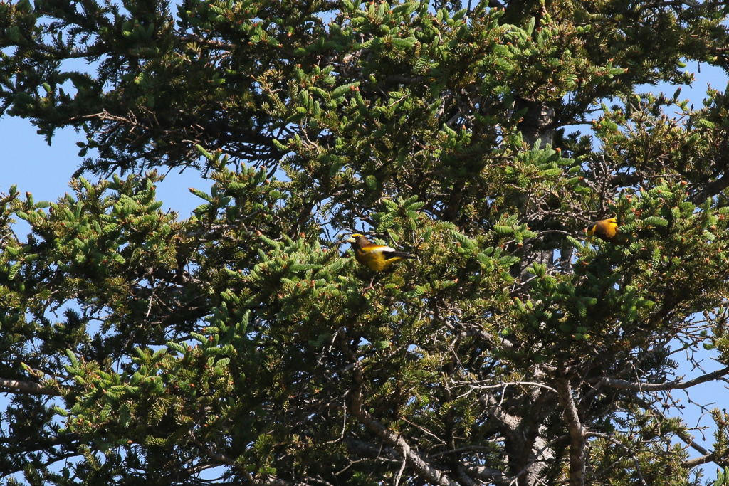 Evening Grosbeaks