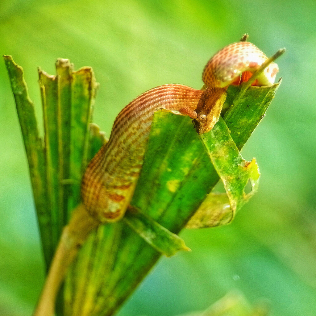 Eyelash Pit-viper