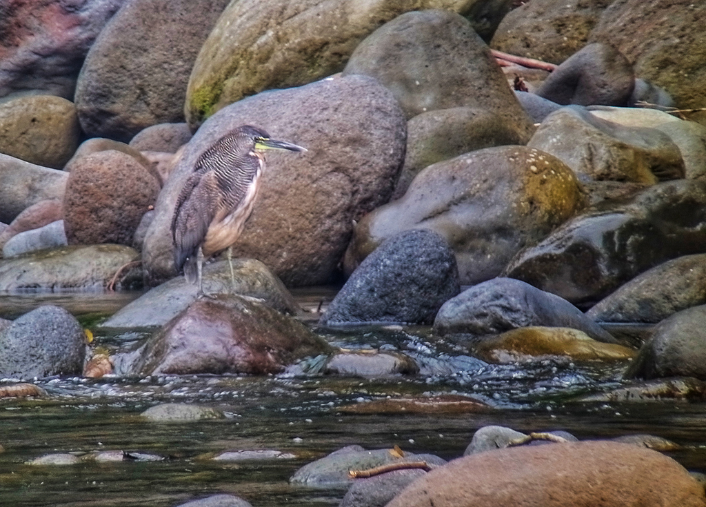 Fasciated Tiger Heron