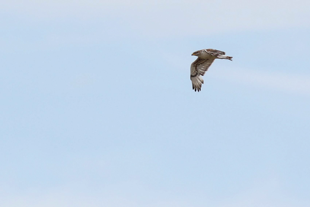Ferruginous Hawk