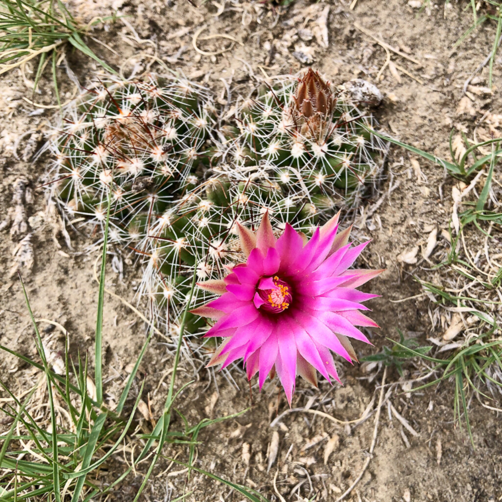 Flowering Pincushion cactus