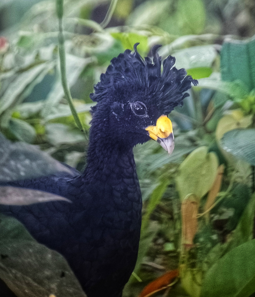 Great Curassow