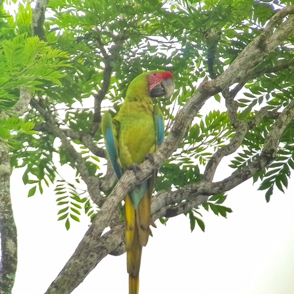 Great Green Macaw
