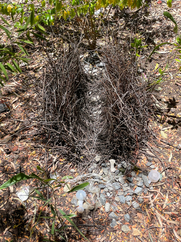 Great Bowerbird bower