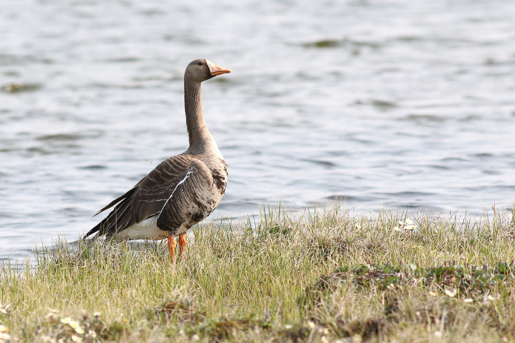 Greater White-fronted Goose