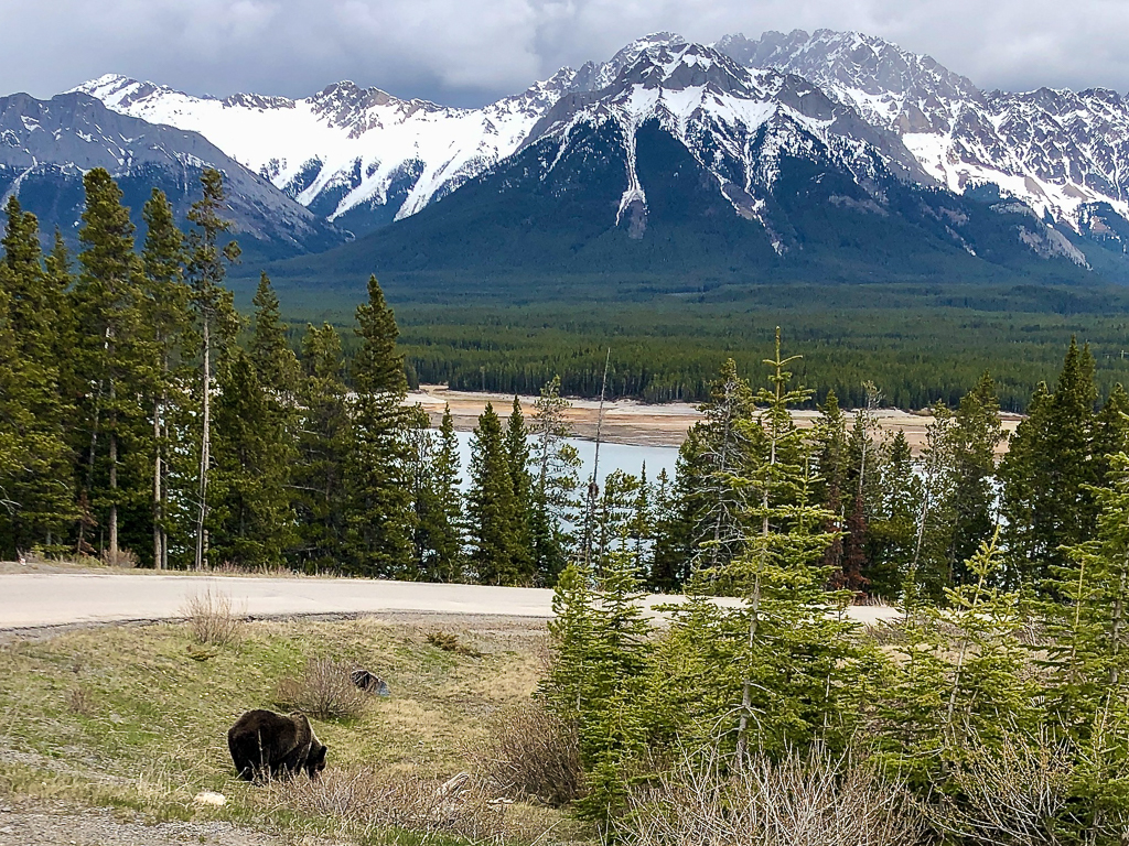 Grizzly bear and mountains