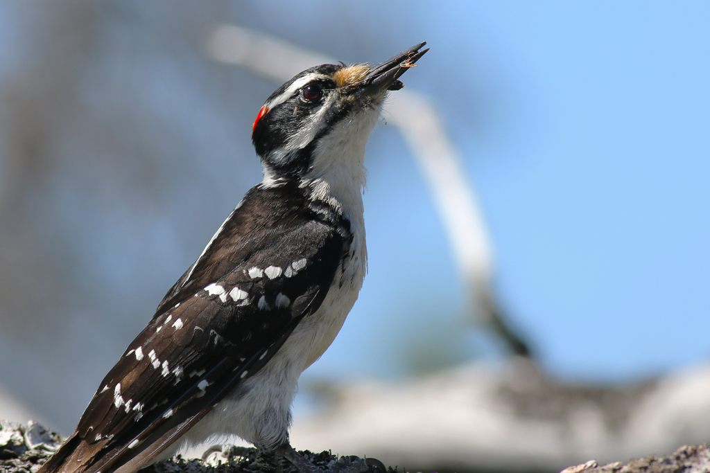 Hairy Woodpecker