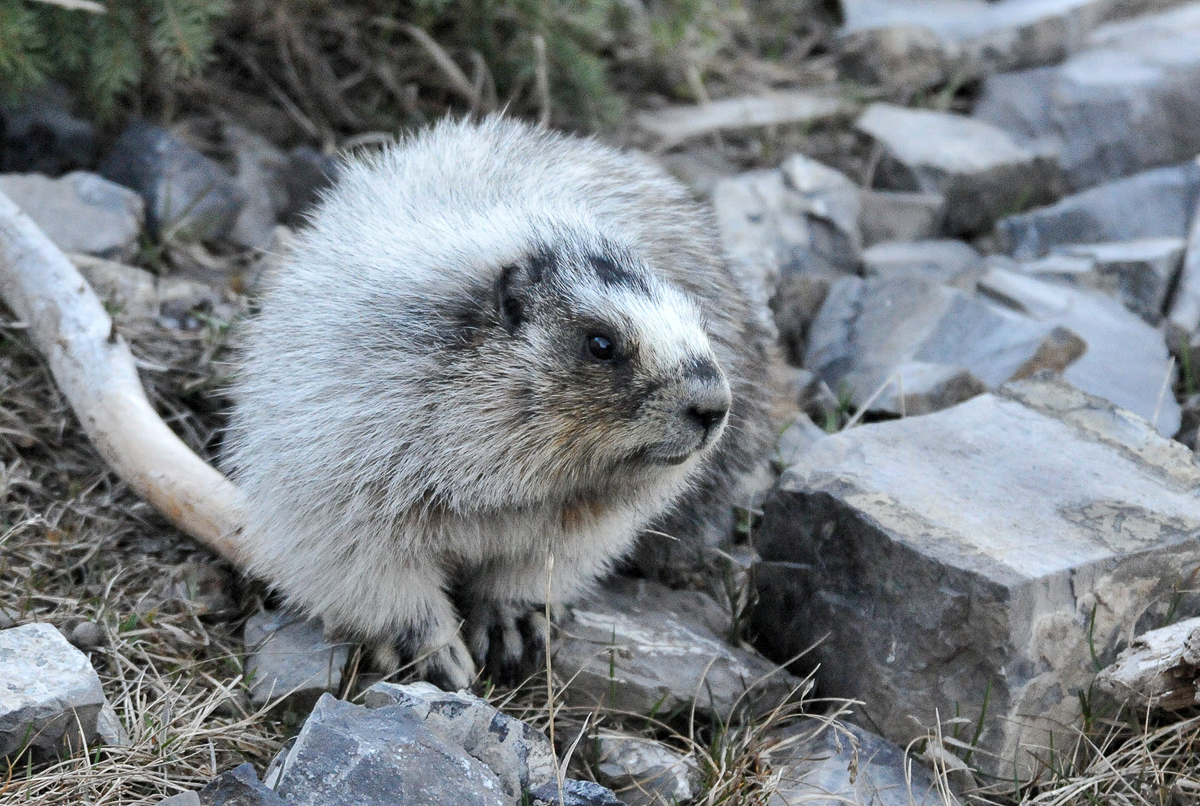 Hoary Marmot