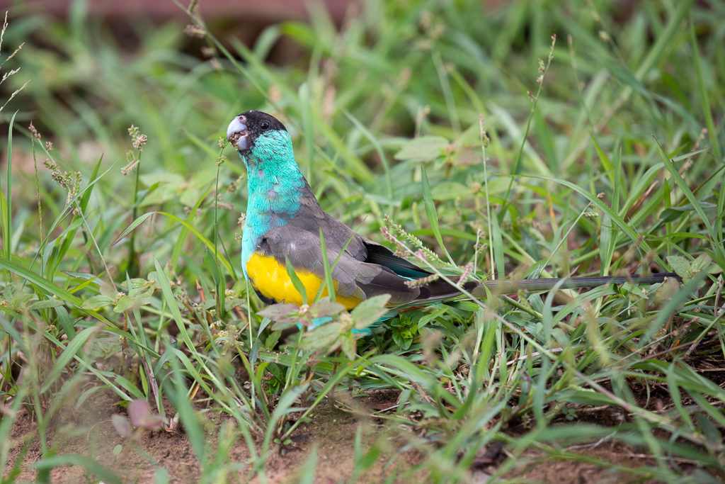 Hooded Parrot
