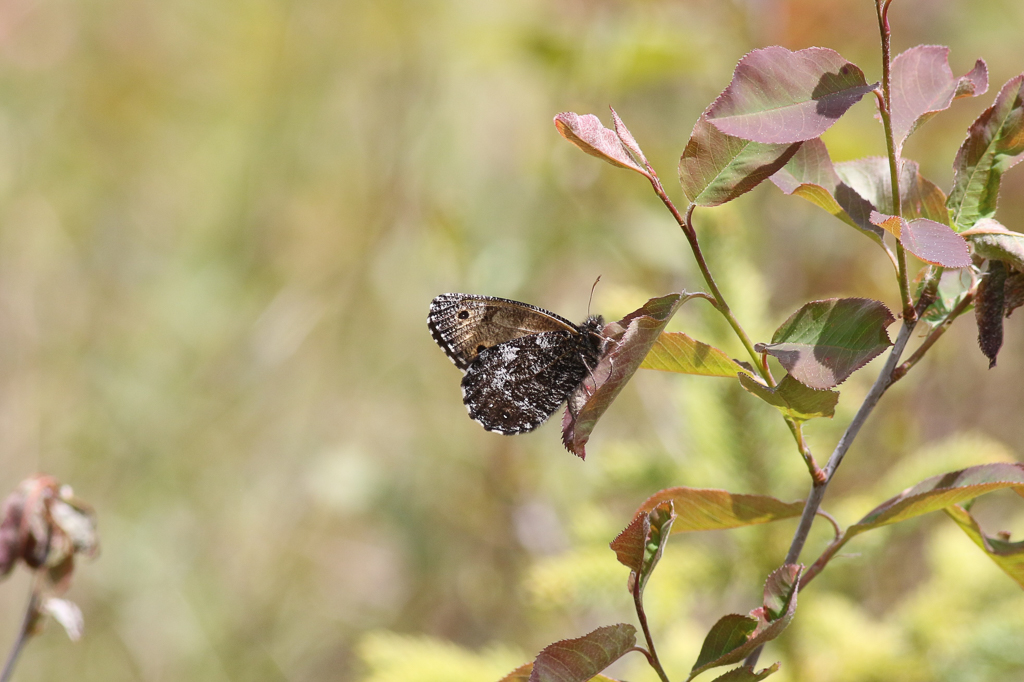 Jutta Arctic Butterfly