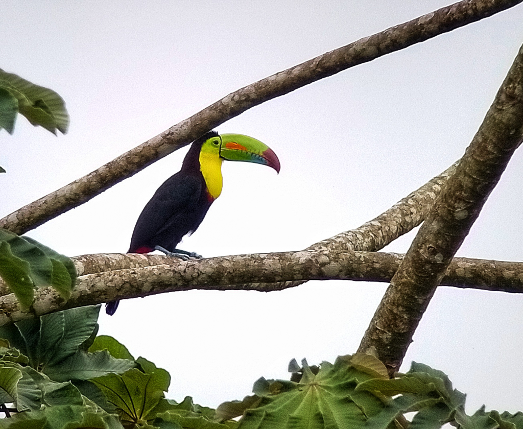 Keel-billed Toucan