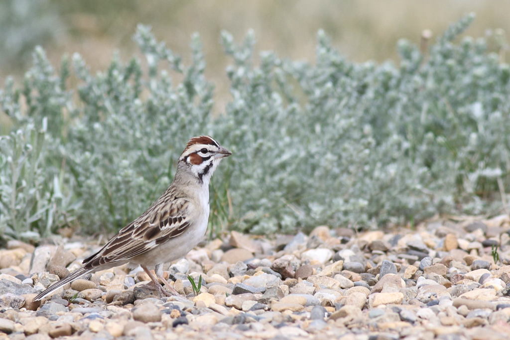 Lark Sparrow