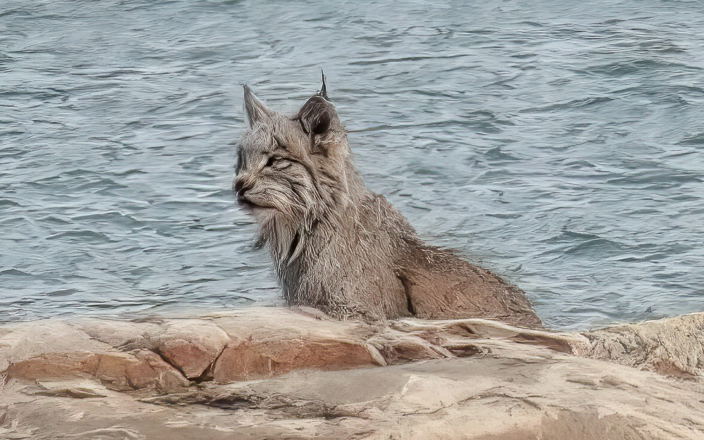 Lynx beside shore