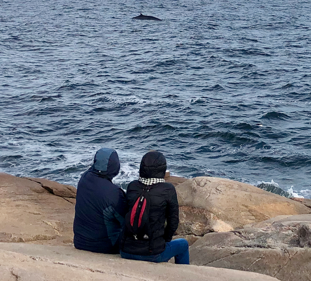 Watching Minke whale from shore
