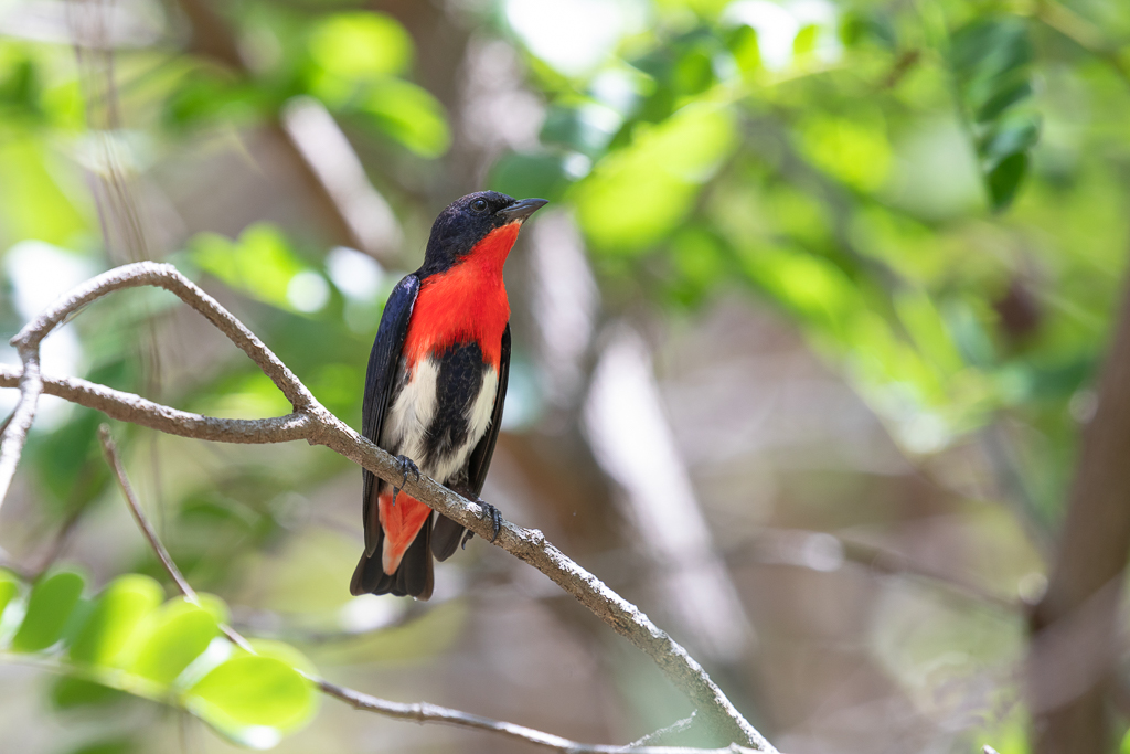 Mistletoebird