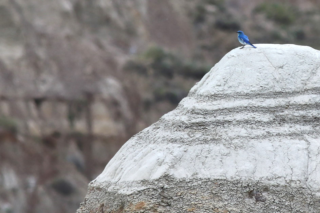 Mountain Bluebird