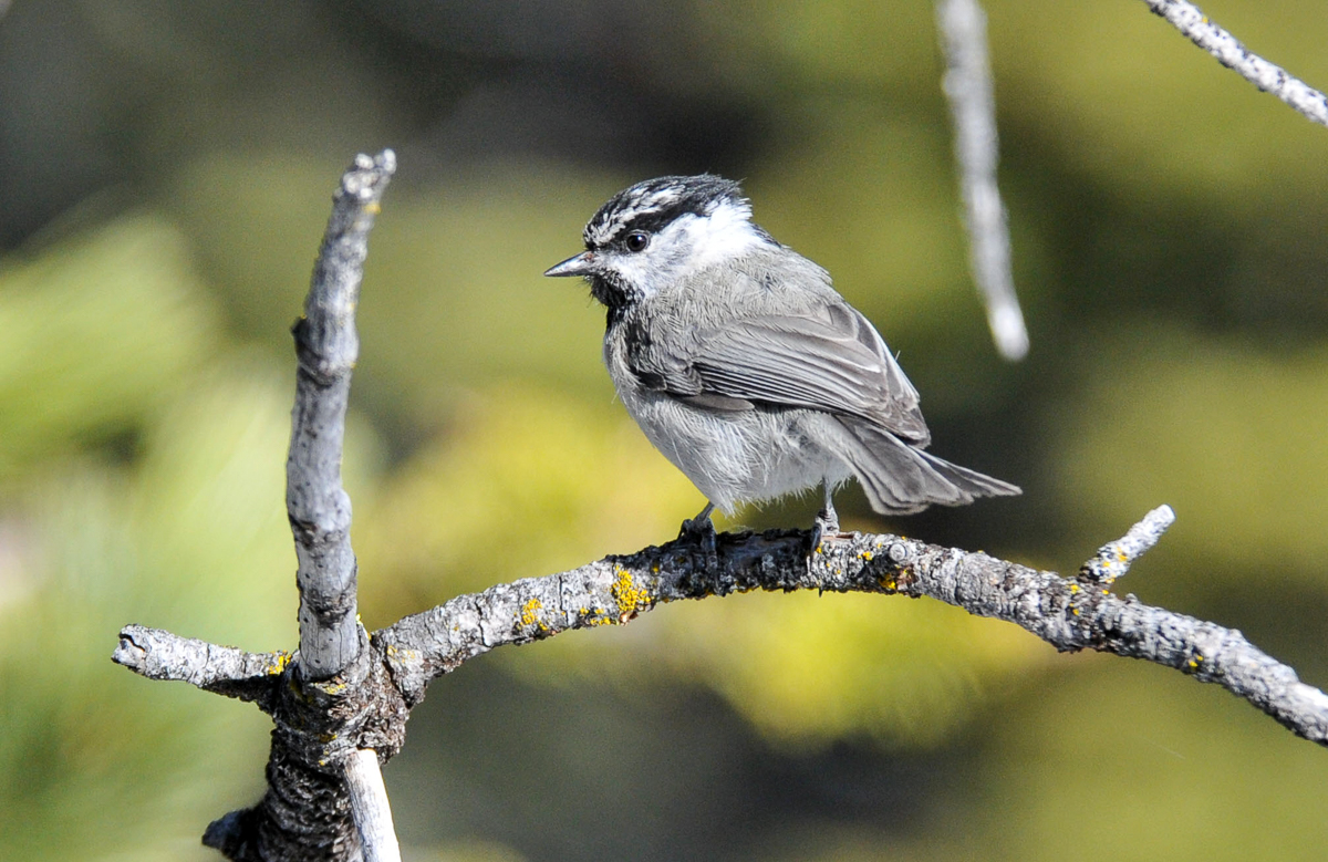 Mountain Chickadee