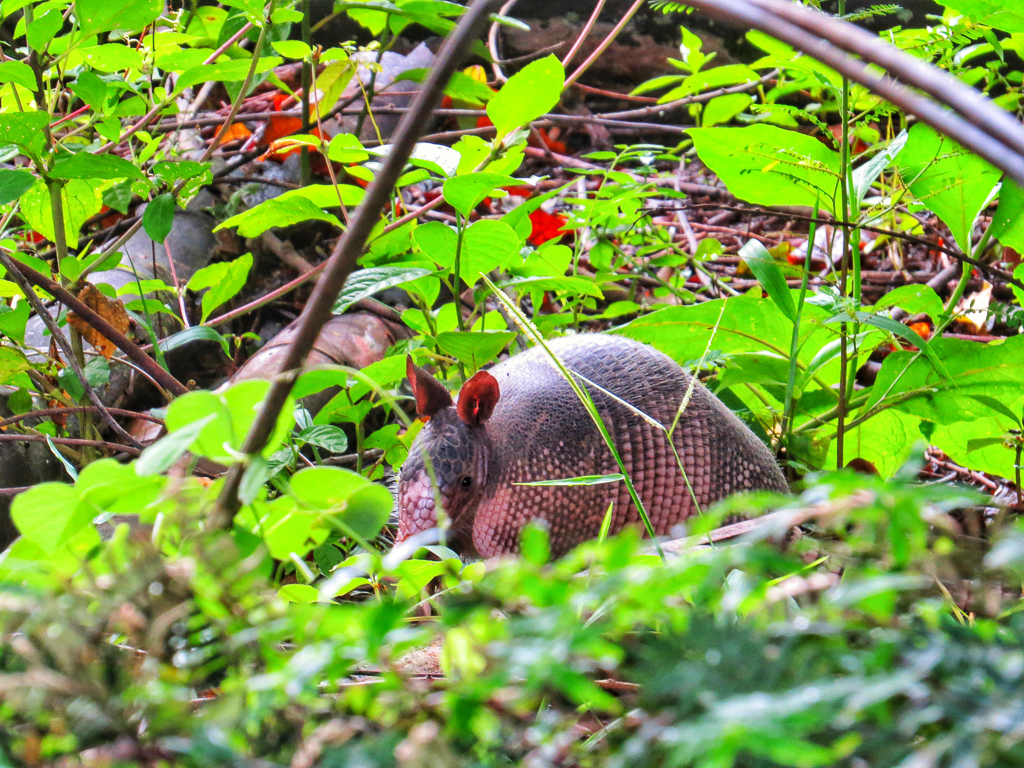 Nine-banded Armadillo