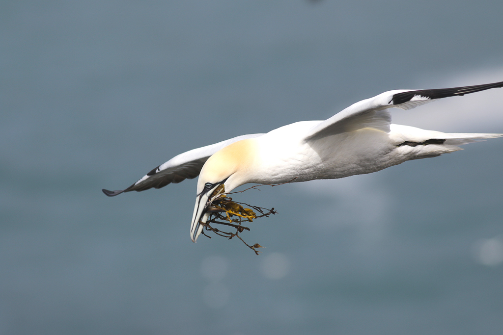 Northern Gannet