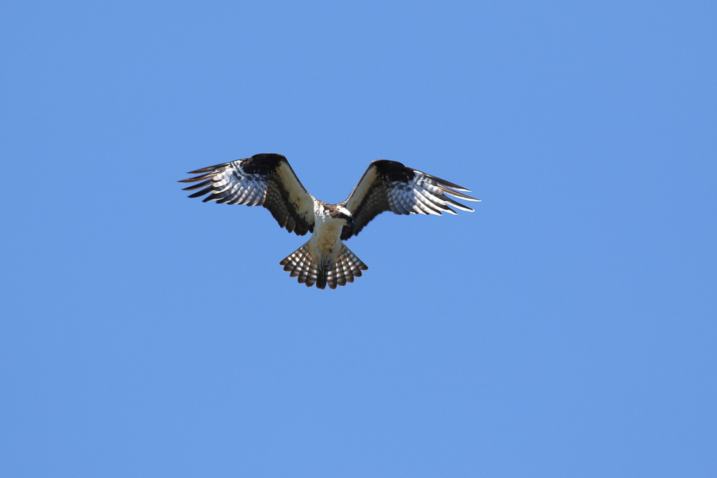 Osprey in flight
