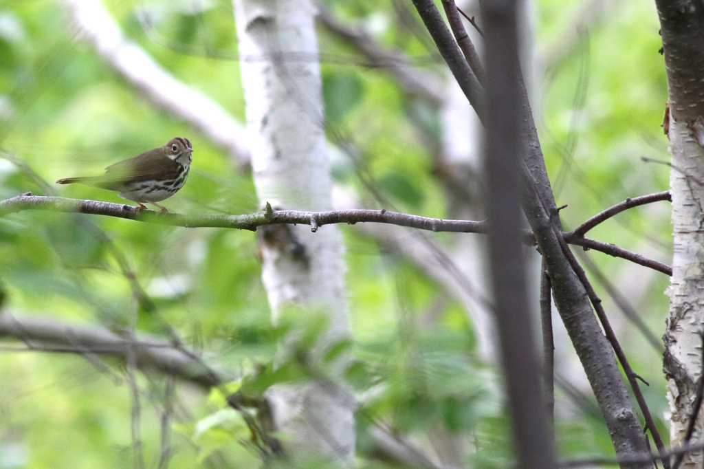 Ovenbird