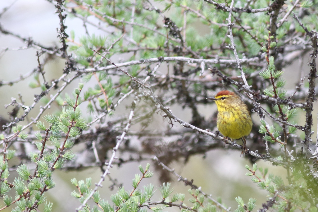 Palm Warbler