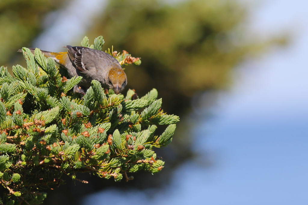Pine Grosbeak