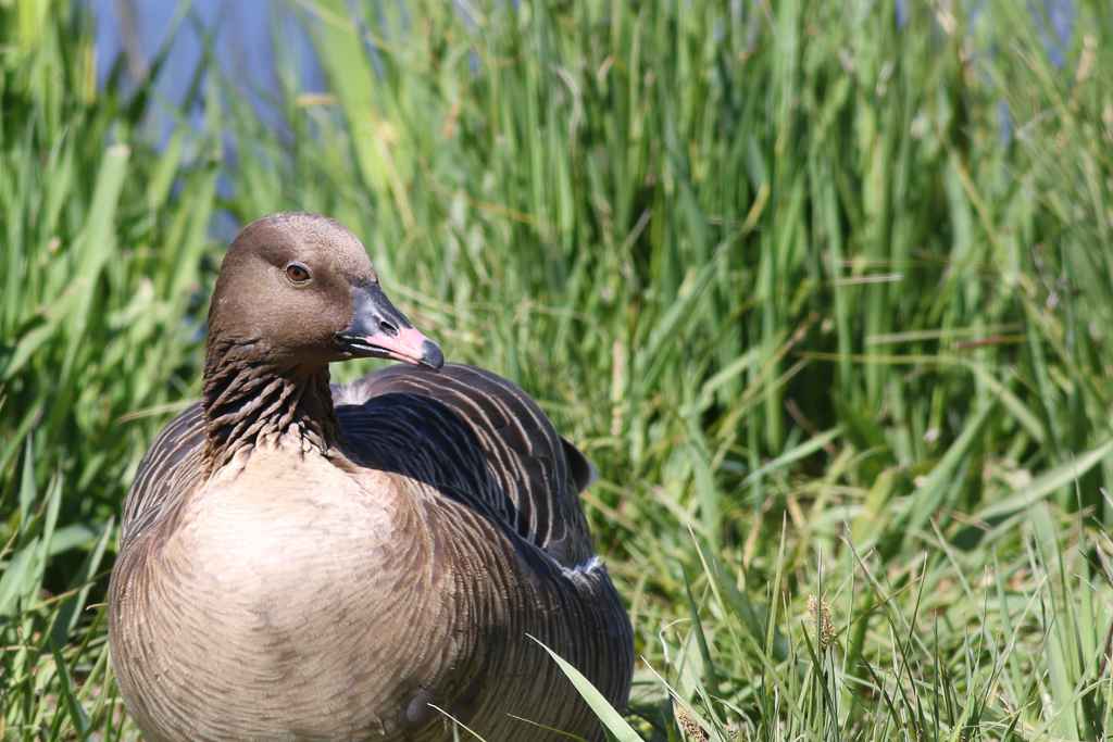 Pink-footed Goose