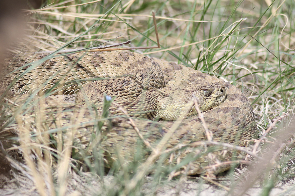 Prairie Rattlesnake
