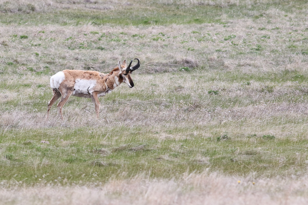 Pronghorn