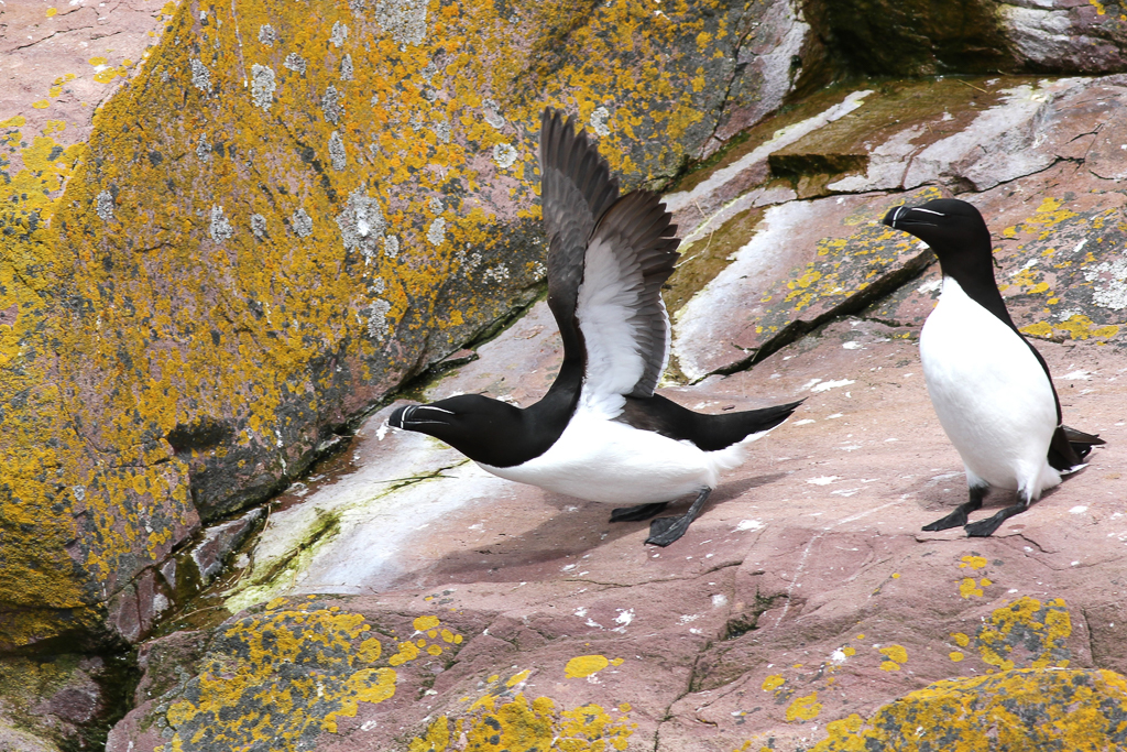 Razorbills