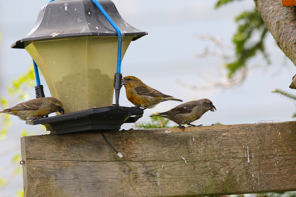 Red Crossbills at feeder
