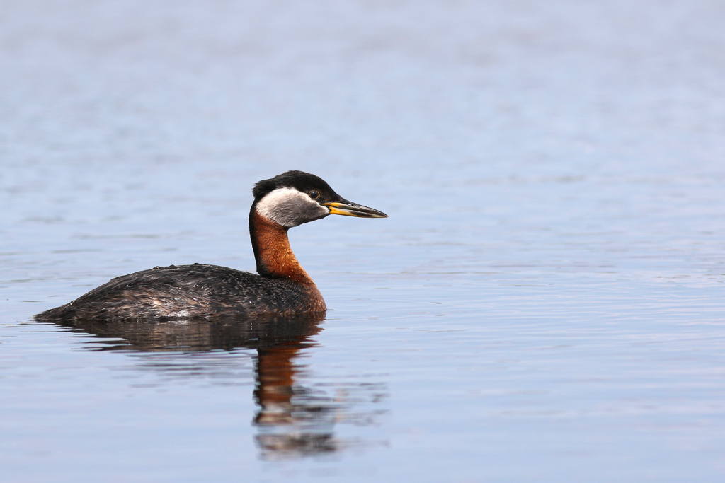 Red-necked Grebe