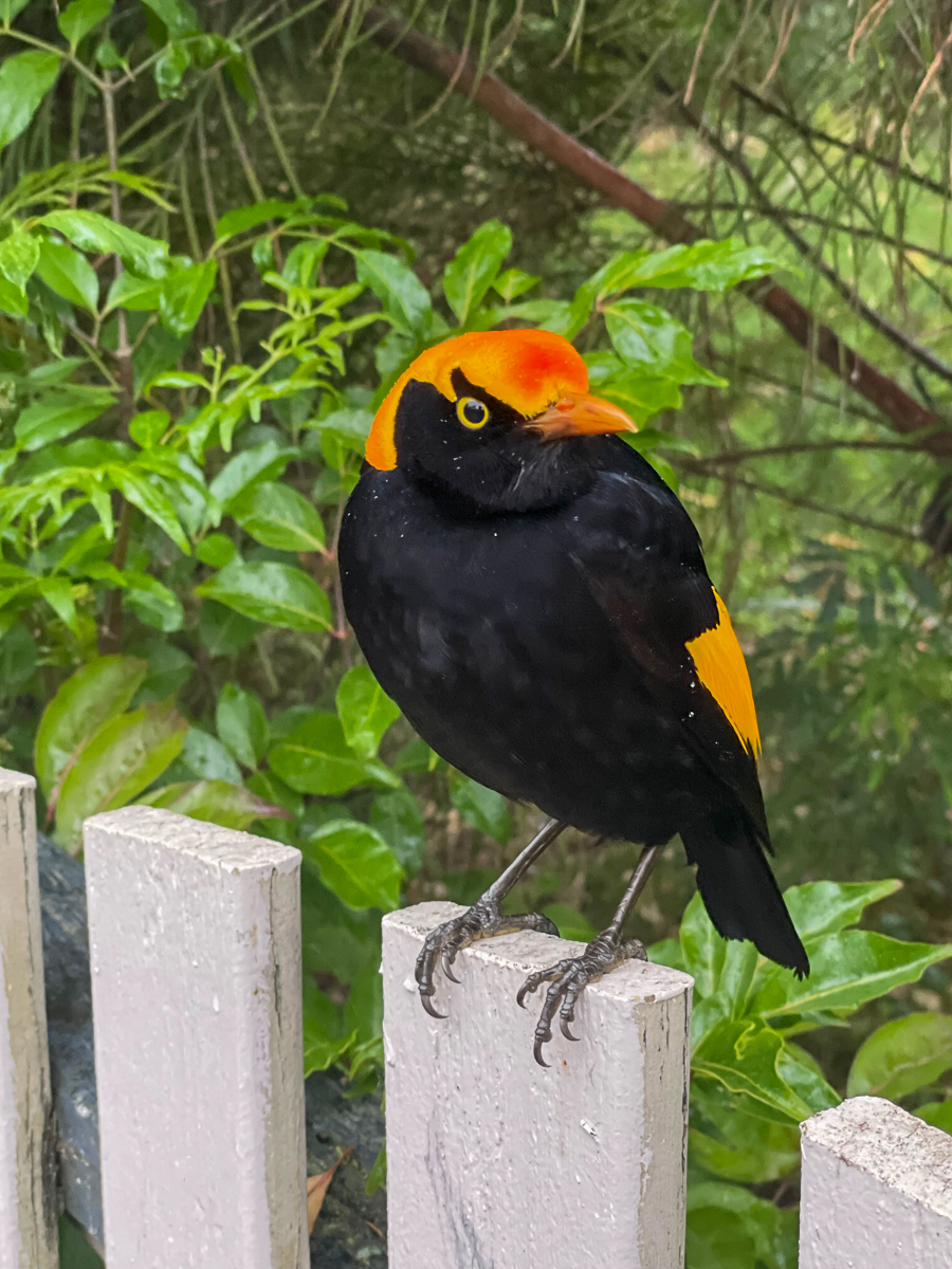 Regent Bowerbird male