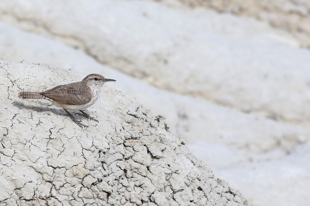 Rock Wren