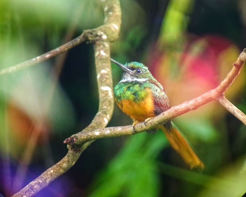 Rufous-tailed Jacamar