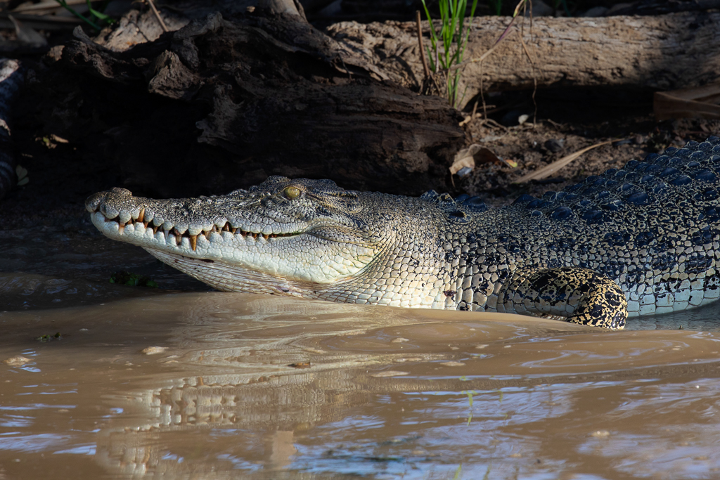 Saltwater Crocodile