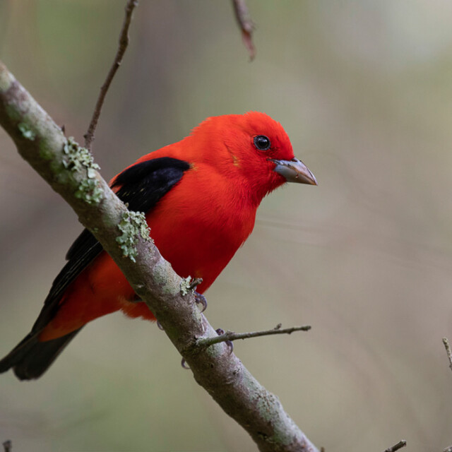 Scarlet Tanager