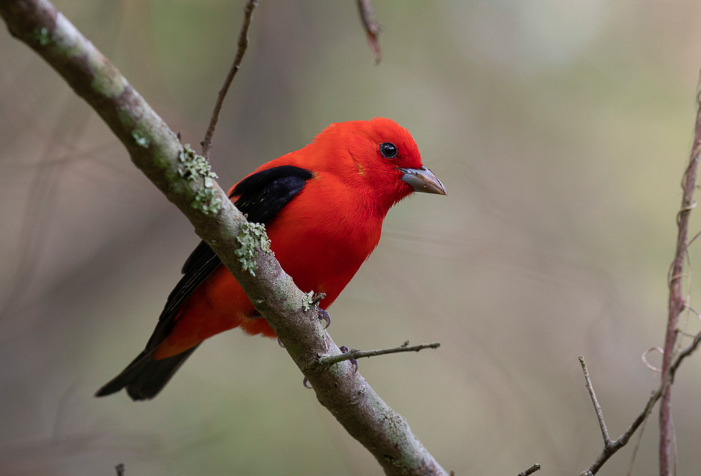 Scarlet Tanager at Sabine Woods