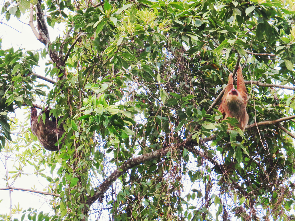 Hoffman’s Two-toed Sloth and Brown-throated Three-toed Sloth