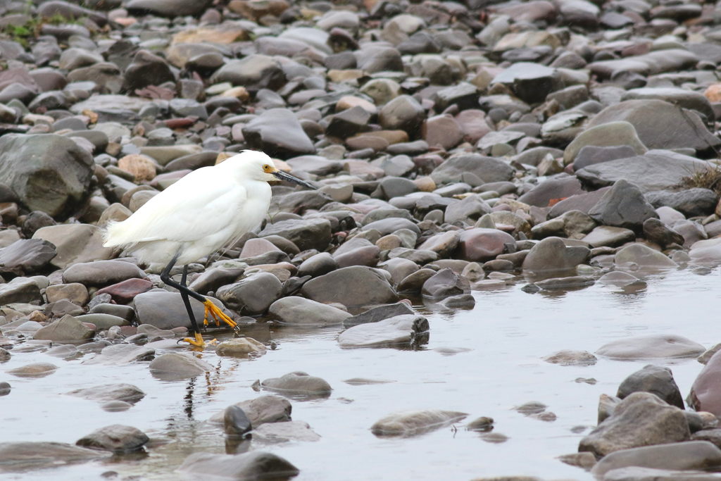 Snowy Egret