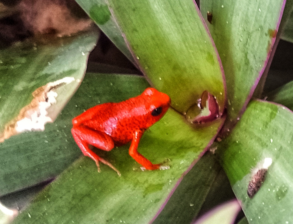 Strawberry Poison Dart Frog