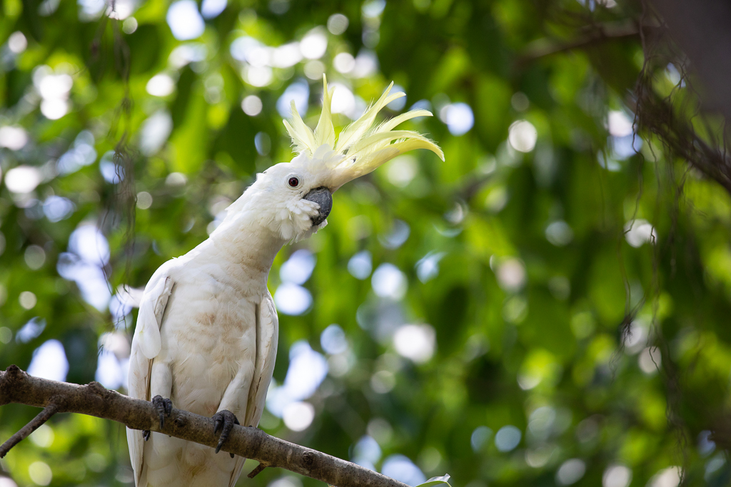 Sulphur-crested Cockatoo