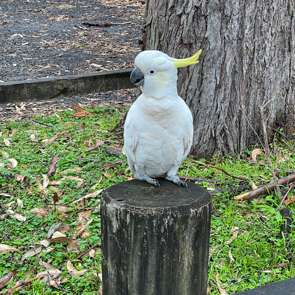 Sulphur Crested Cockatoo