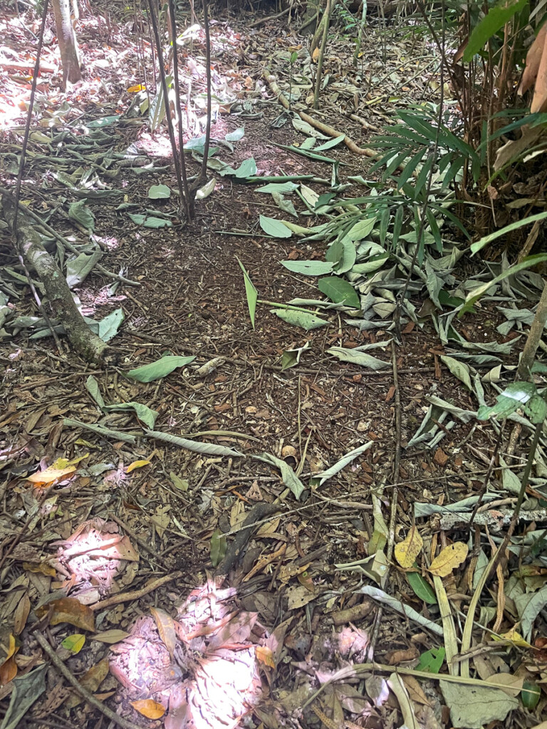 Tooth-billed Bowerbird stage