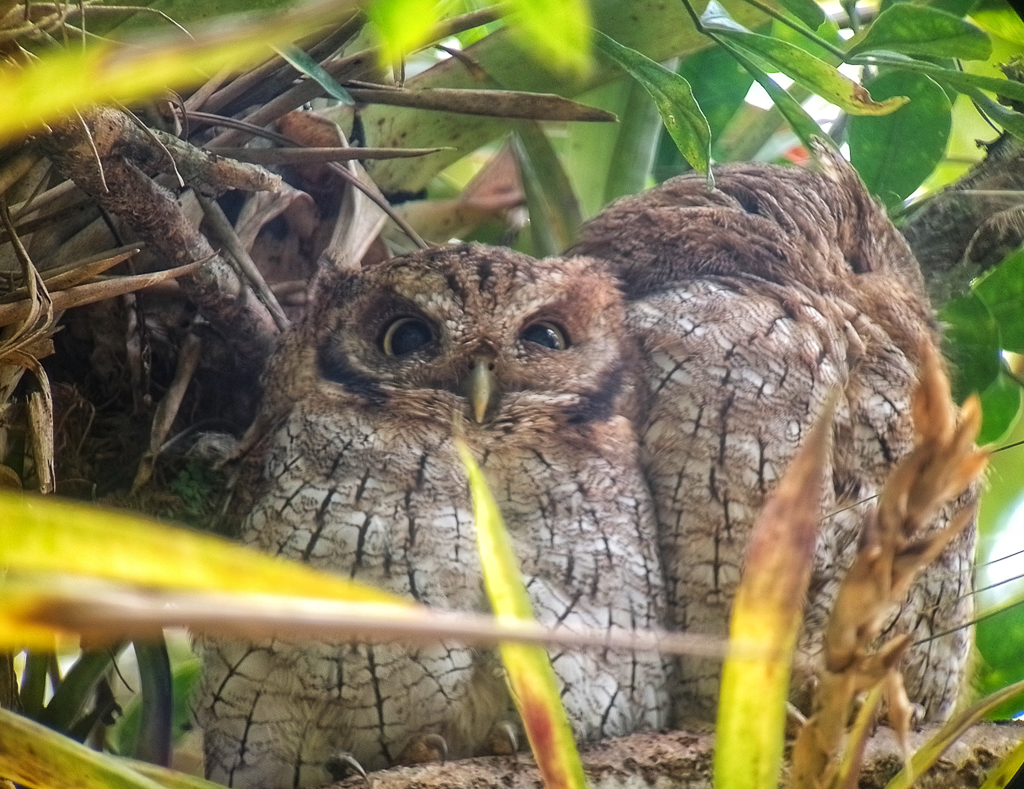 Tropical Screech Owl