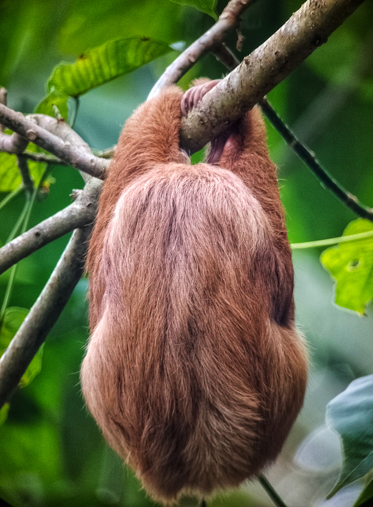 Two-toed Sloth