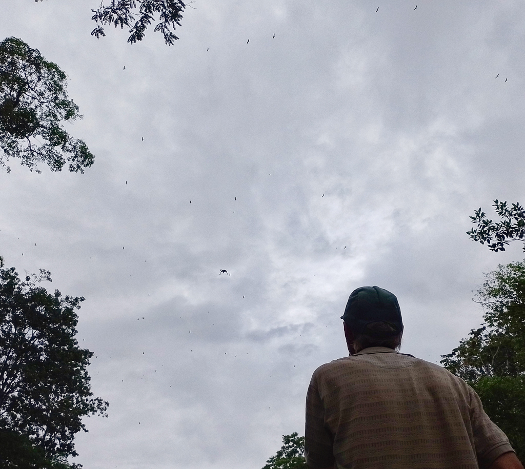 Watching raptor migration