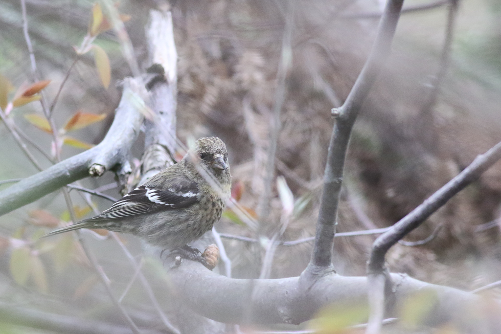 White-winged Crossbill