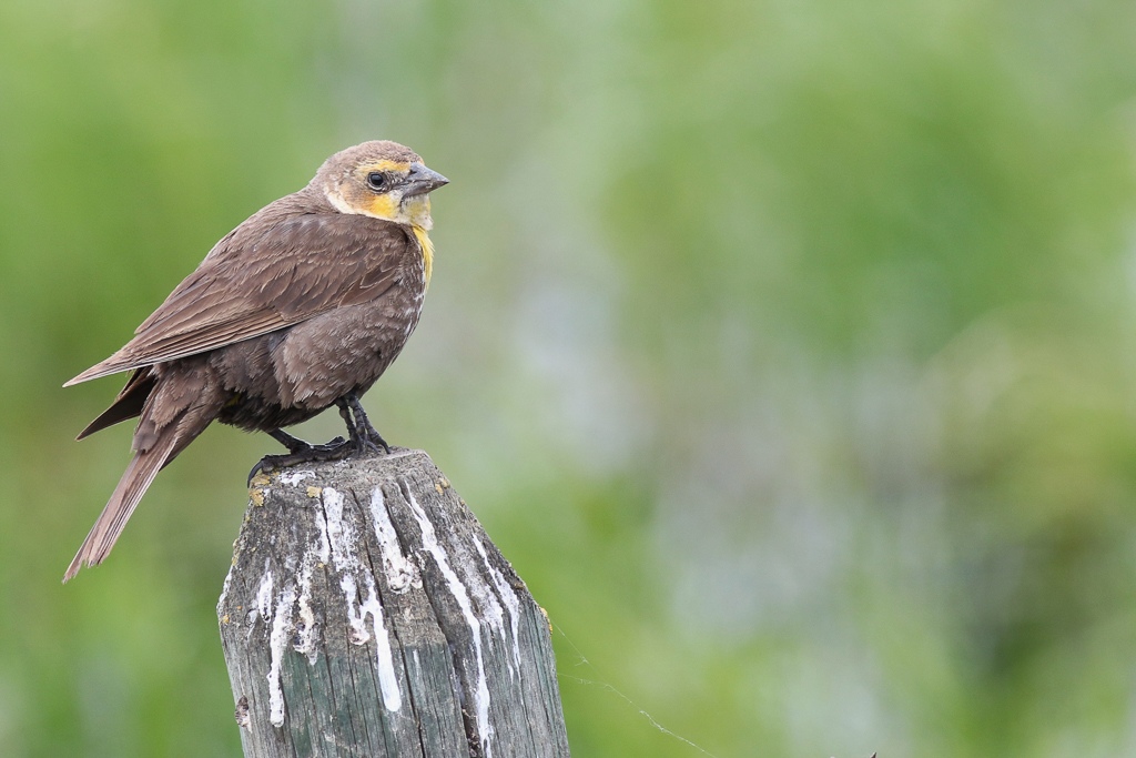 Yellow-headed Blackbird